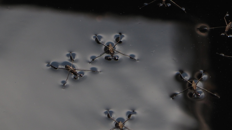 P7255165