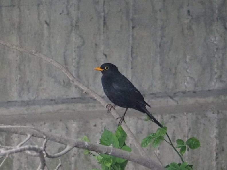 P5191725 cropped
