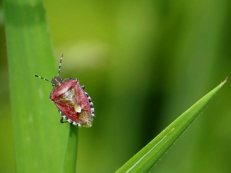 P5191344 cropped