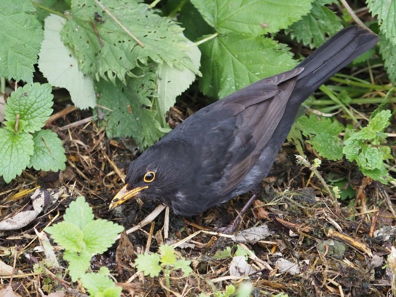 P5191744 cropped