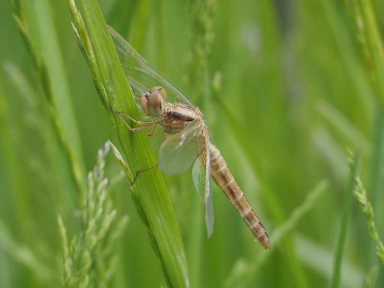 P5201868 cropped
