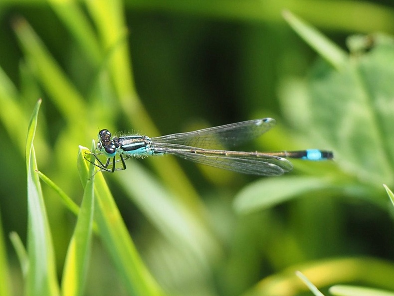P5201912 cropped