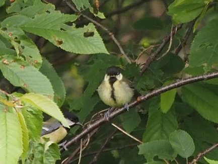 P5191647 cropped